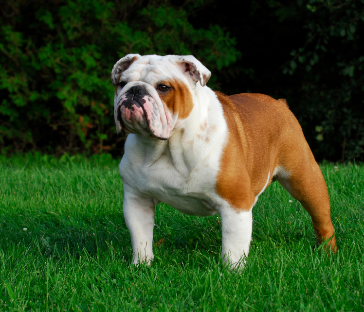 5 Tips For Training Your English Bulldog