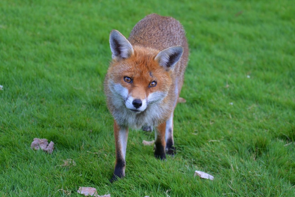 What To Do If A Wild Animal Enters Your Yard