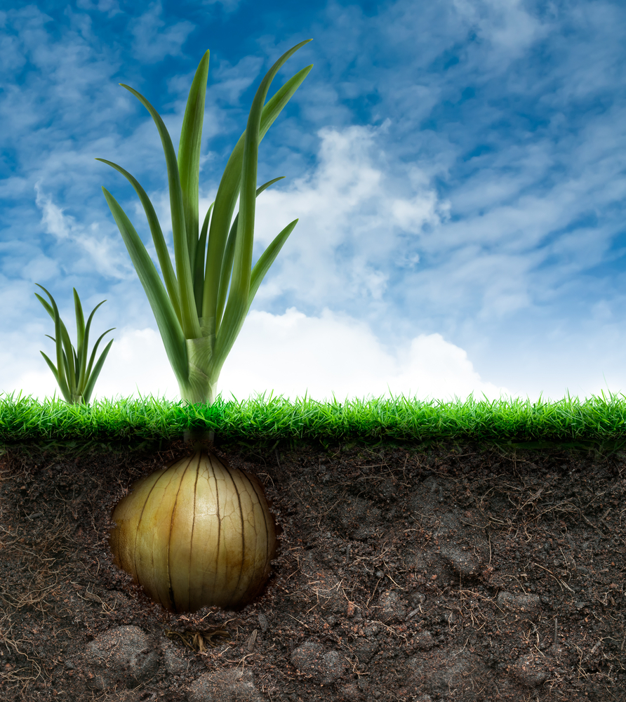 How To Test Your Soil For A Healthy Vegetable Garden