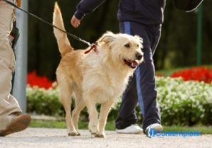 5 Benefits Of Using A Harness With Your Puppy