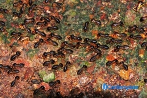 3 Tips To Tackle Your Pest Problem