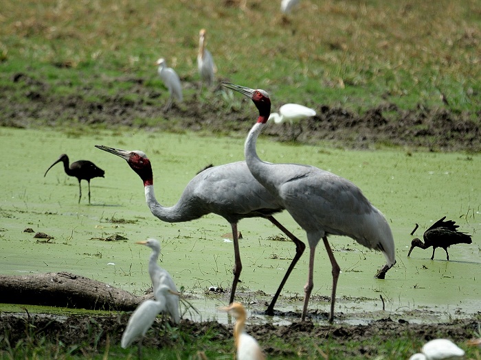 Bharatpur Bird Sanctuary