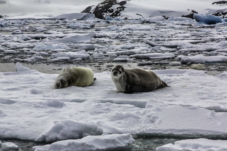 wild life Of Antarctica