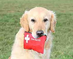 Essential First Aid Supplies For Your Pet