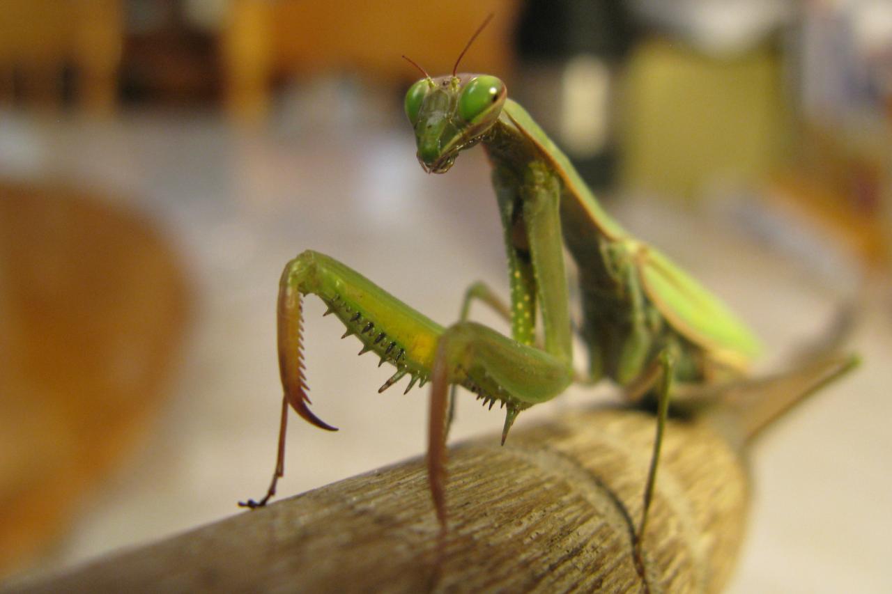Fascinating Factoids About The Praying Mantis