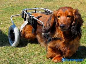 Ways To Help Your Dog Recover From Leg Injuries