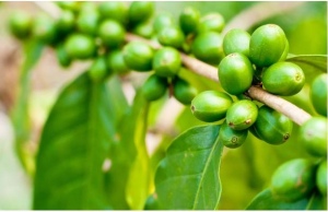 Side Effects Of Green Coffee Bean Extract