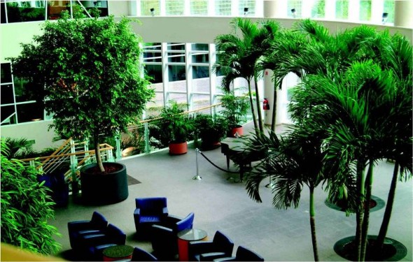 The Advantages Of Indoor Plant Hire Versus Purchasing Plants