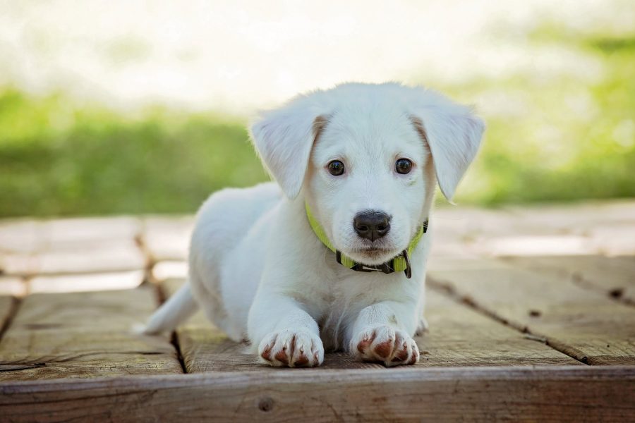 First-Time Dog Owner? Top Tips To Keep Your Pup Safe & Healthy
