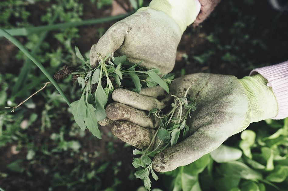 Getting into Gardening: 4 Tips for Newbies
