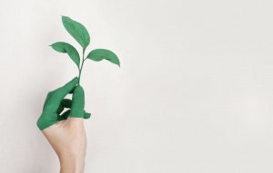 Green Living: 4 Ways to Make Your Household Eco-Friendly