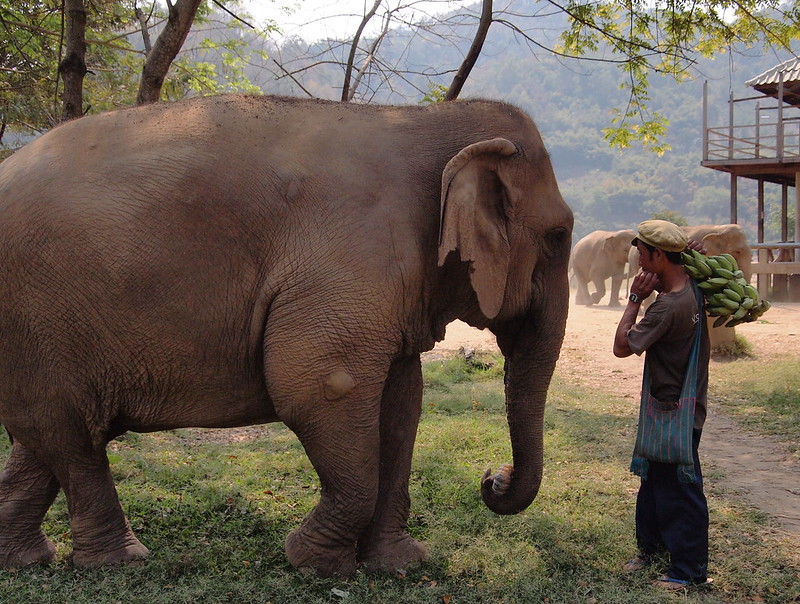 6. Abused Elephants In Thailand