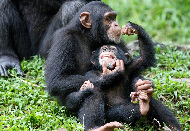 Trek for the Gorillas in Uganda
